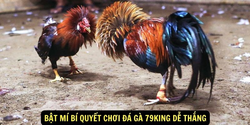 Bật mí bí quyết chơi đá gà 79KING dễ thắng