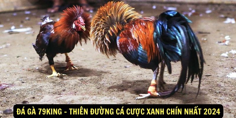 Đá gà 79KING - Thiên đường cá cược xanh chín nhất 2024